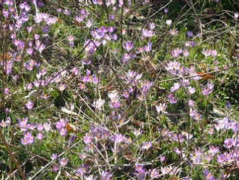 Crocus tommasinianusBoerenkrokus bestellen